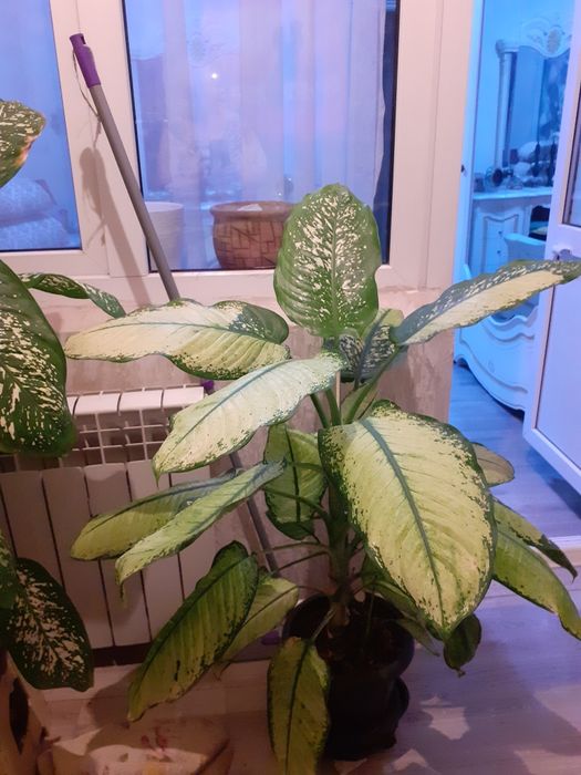 Комнатные  цветы