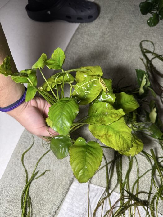 Plante easy pentru acvariu anubias etc