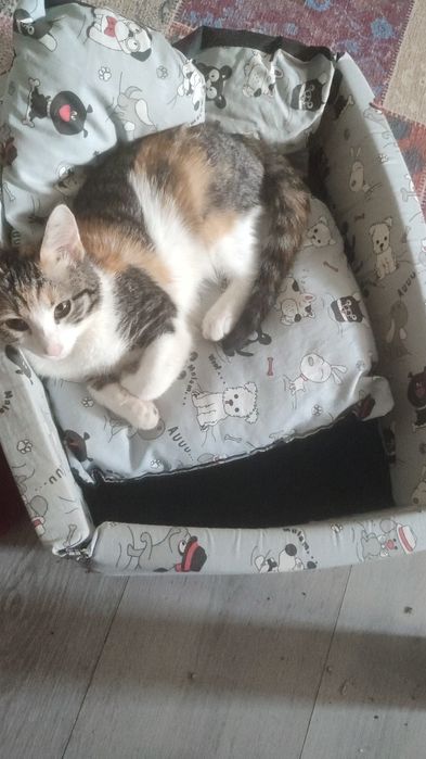 Отдам в добрые руки