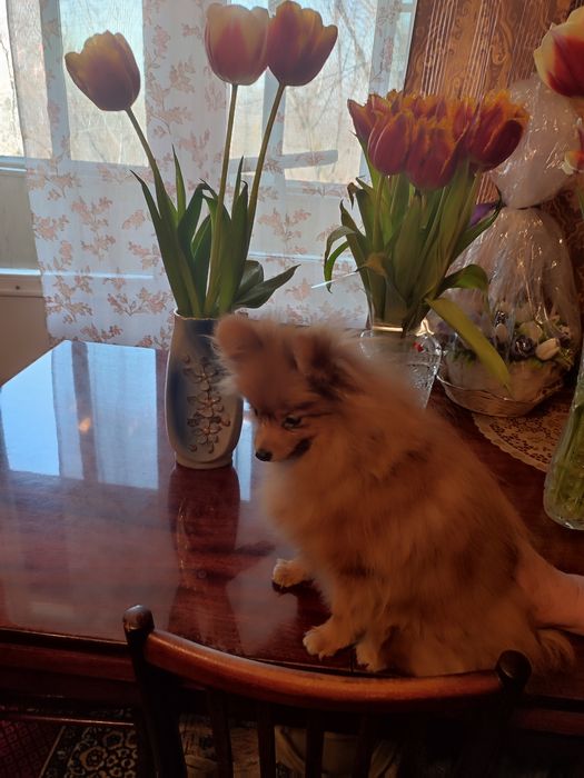 Чудесная мини девочка от Чемпиона. Подрощенная.