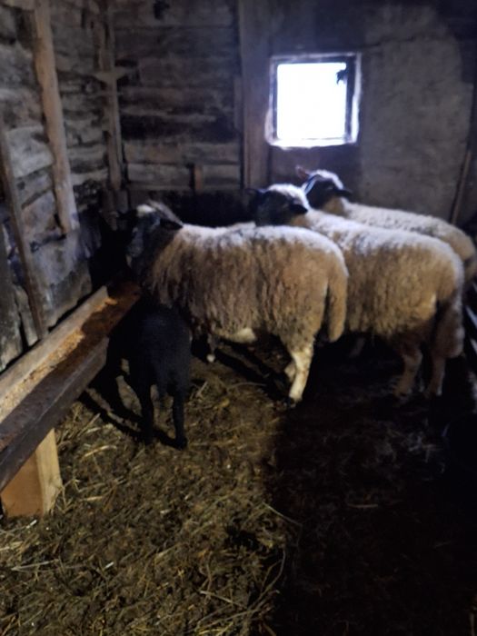 7 oi si un berbec de vinzare