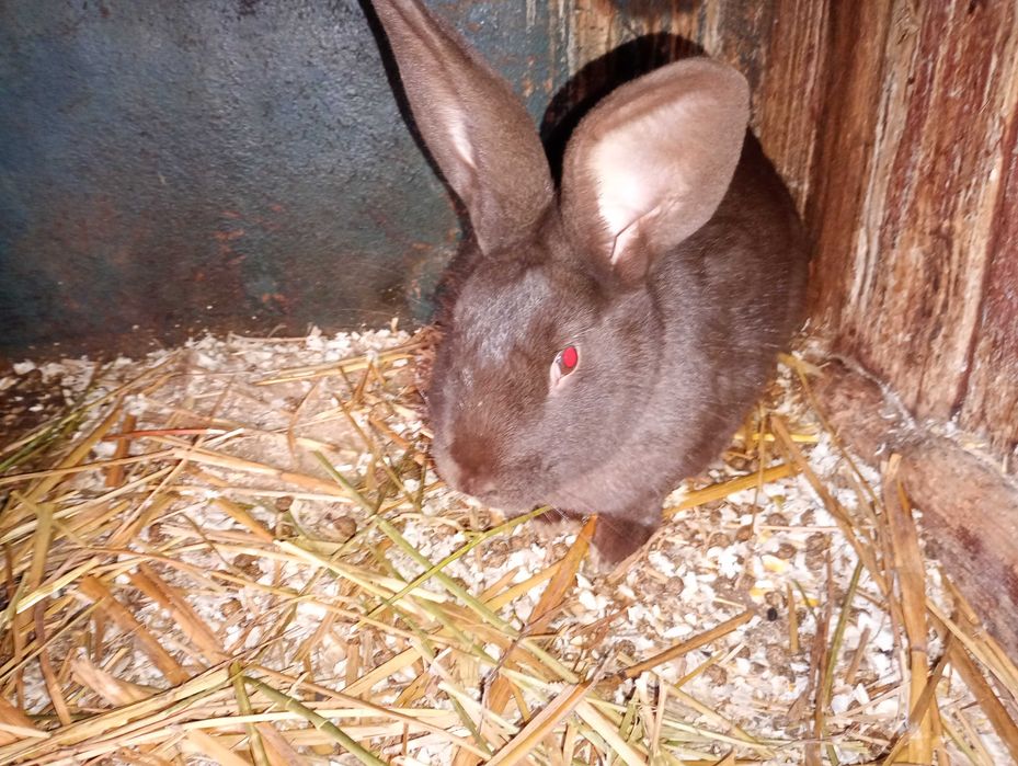 Iepuri adulti si tineret