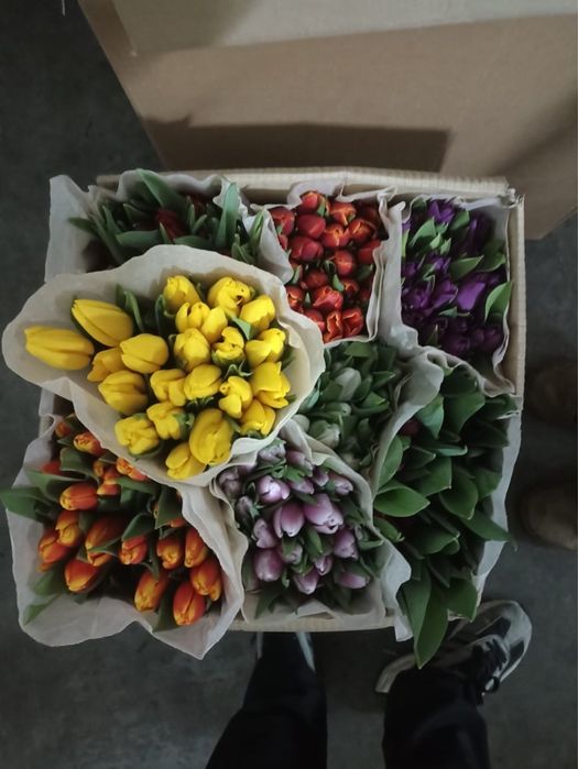 Тюльпаны опт и розницу