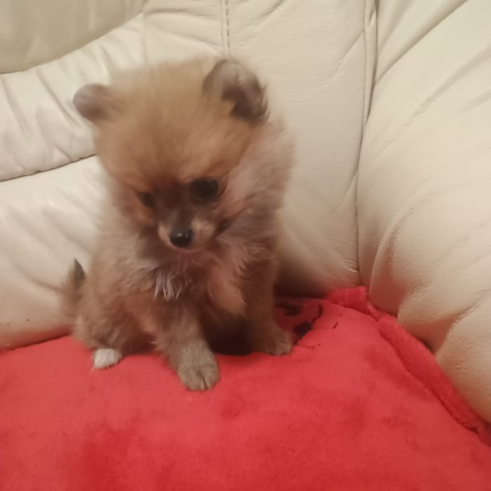 Fetiță Pomeranian Toy
