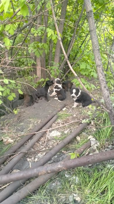 Щенки отдаются бесплатно