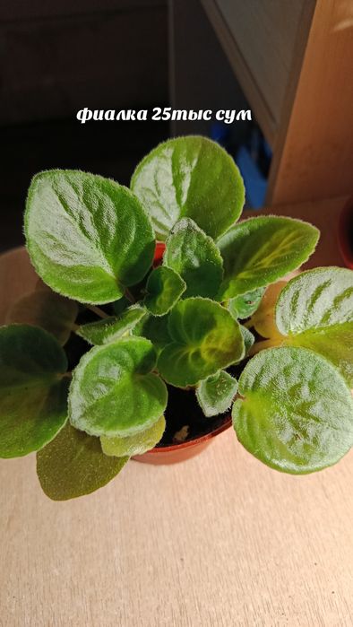 Комнатные растения