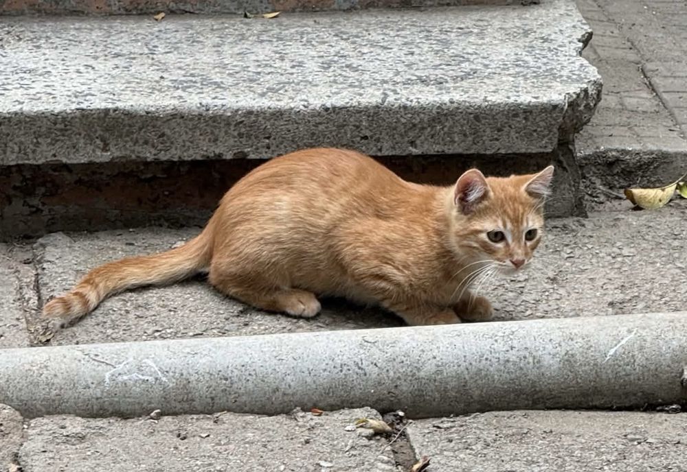 3 котенца търсят нов дом