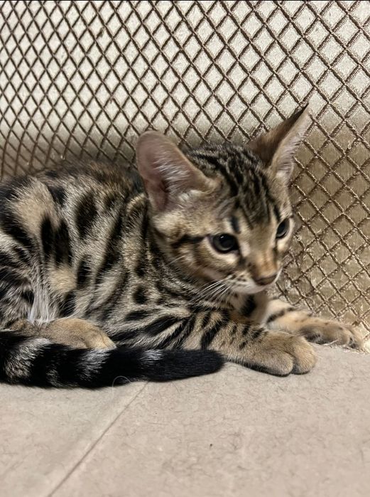 Котята бенгальские