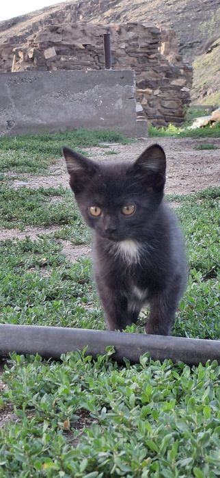 Отдам котят бесплатно