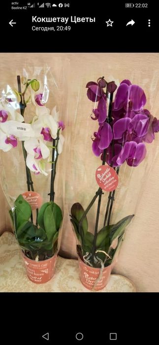 Орхидеи в наличии