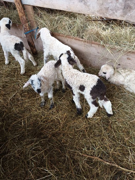 Miei din doi de vânzare