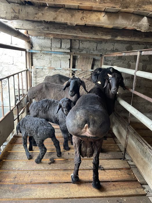 Кошкар сатылады семыз