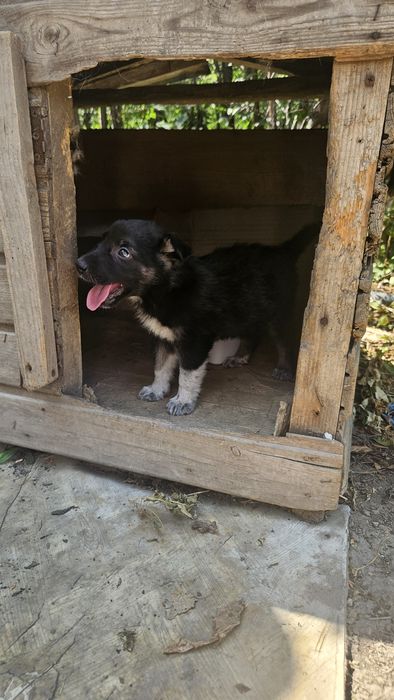 Отдам щенка в добрые руки.