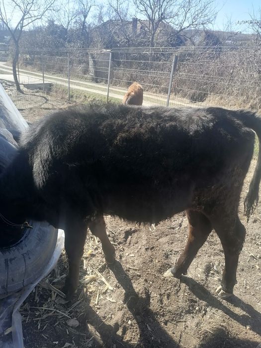 Vând doi viței de 7 și 8 luni