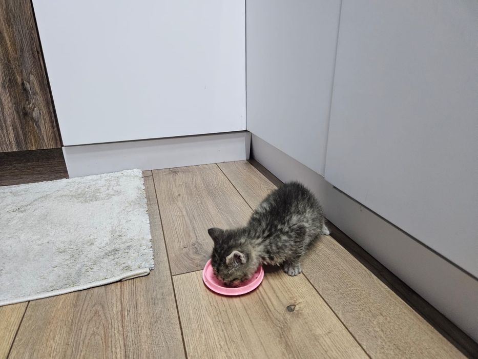 Британский котёнок - мальчик.