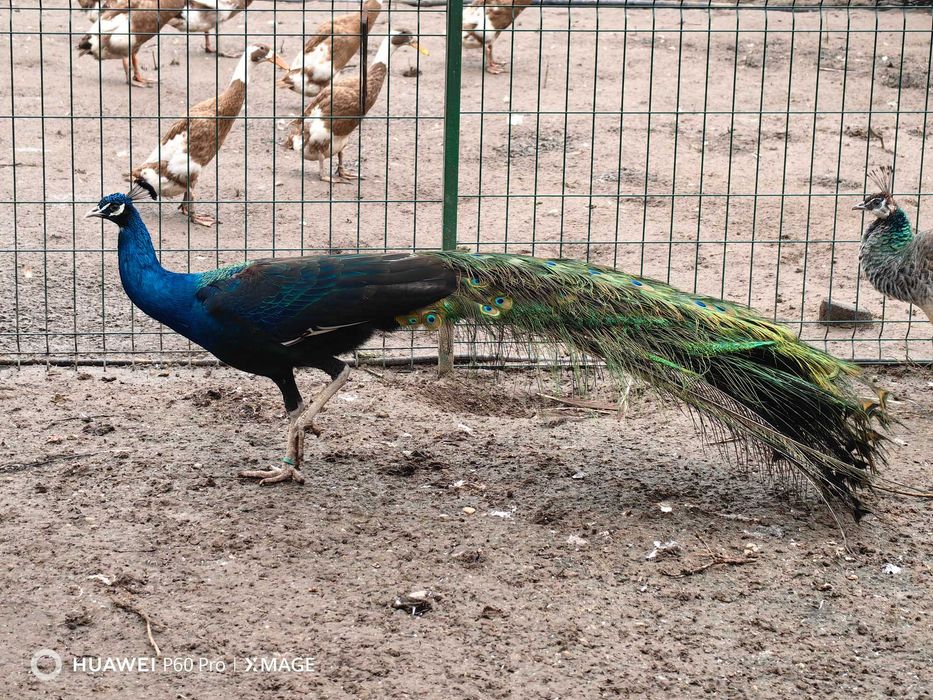 Paun umar negru adult