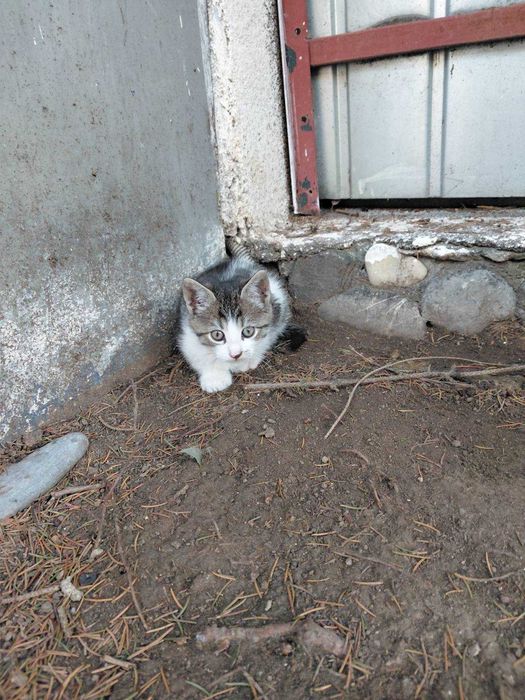 Pisicuta din Bucuresti de adoptat gratuit, din mama de rasa Ragdoll si maidanez cenusiu vargat