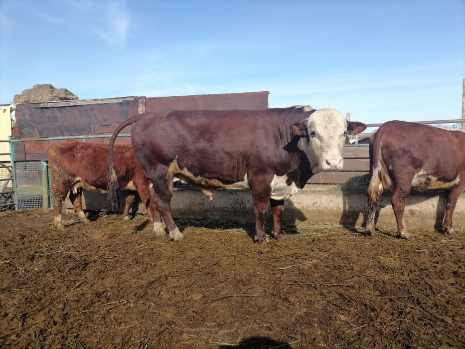 Хороший Бык на племя