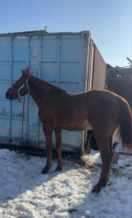 Айғыр 3 жасар тез арада саттылады