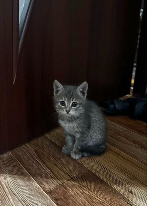 Малыши котята ищут свои дома.