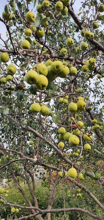 Nok mevalari sotiladi