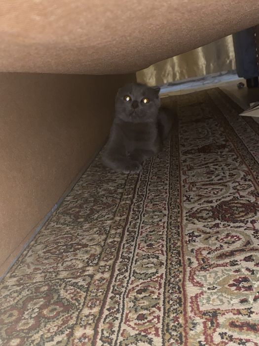 Кот шатландец веслоухий