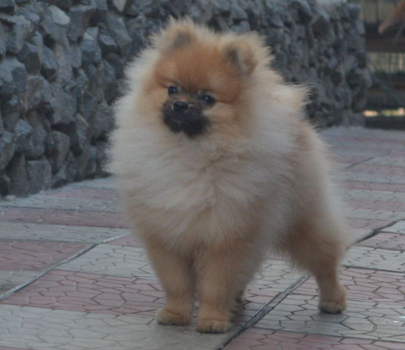 Девочка померанского шпица