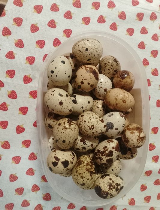 Carne de prepeliță  și oua