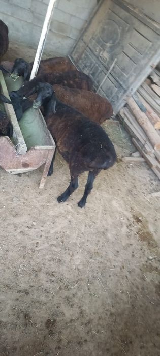 Қойлар сатылады.