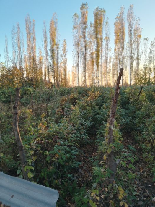 14 сотик Участка ховли жой янгибозор