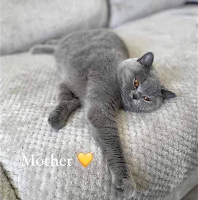 Малки сладки британчета