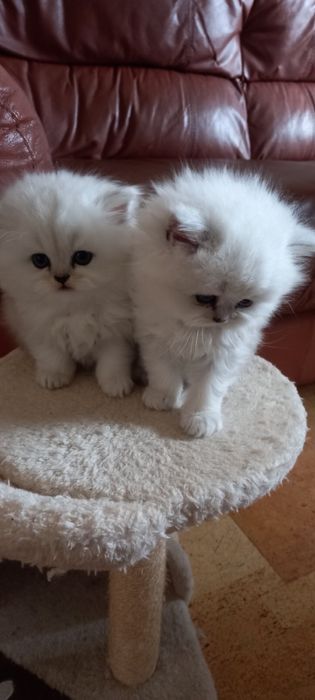 Персийски котенца , цвят сребърна чинчила
