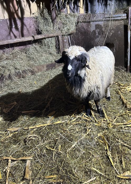 Disponibile oi breze cu miei langa ele