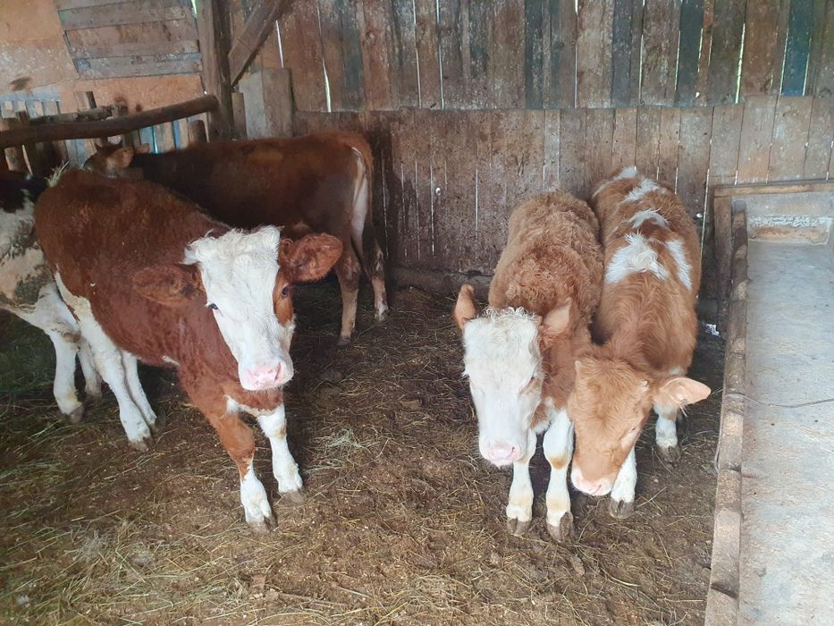 Vand 8 vitele baltate si 1 tauras