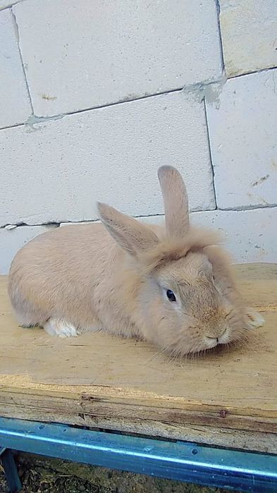 Iepure cap de leu culoare rara