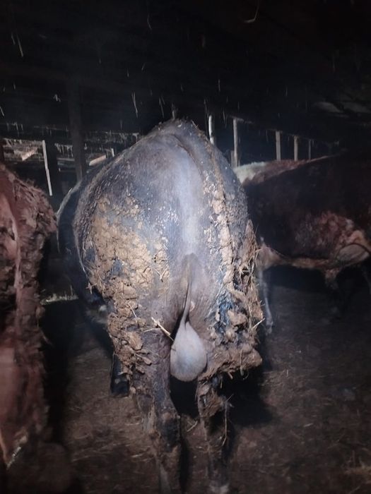 Продам бычков 15 головы с откорма