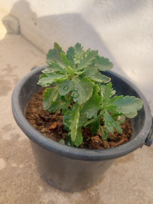 kalonoe guli kattarsa yanada goʻzallawadi