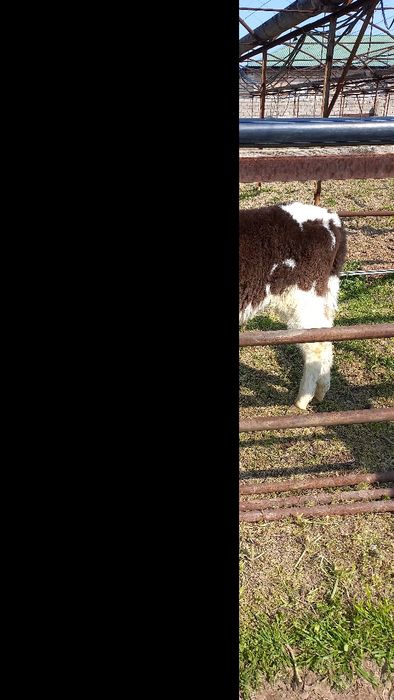 Бузок сотилади..