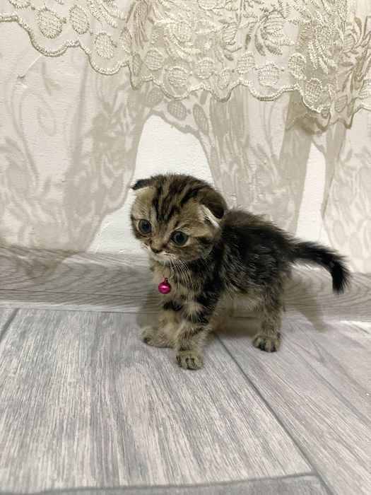 Порода: Скоттиш страйт