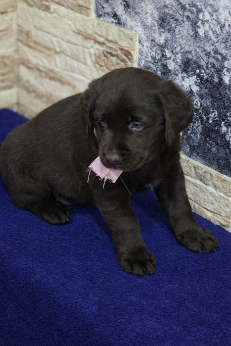 Продам щенков породы Лабрадор-ретривер