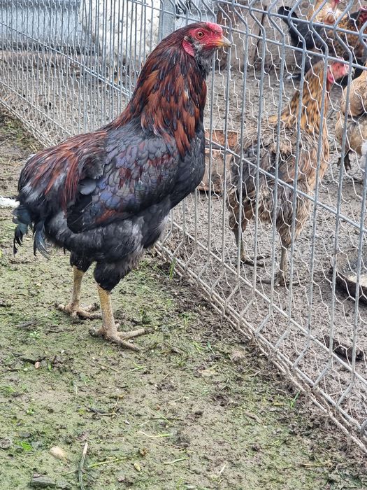 Cocos Araucana potarnichiu 9 luni