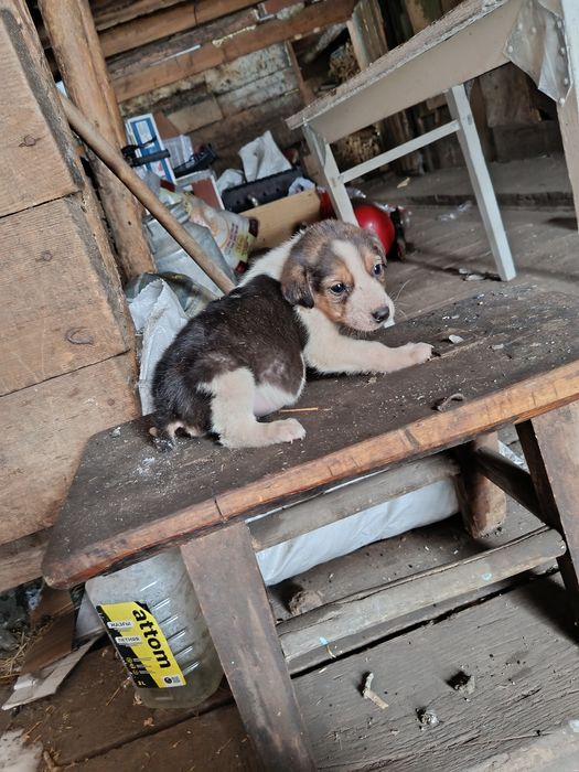 Продам щенка пегая гончая