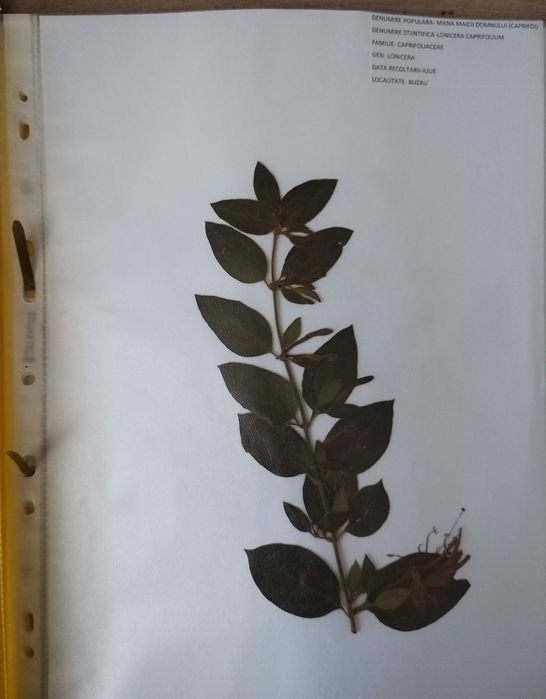 Plante pentru ierbar