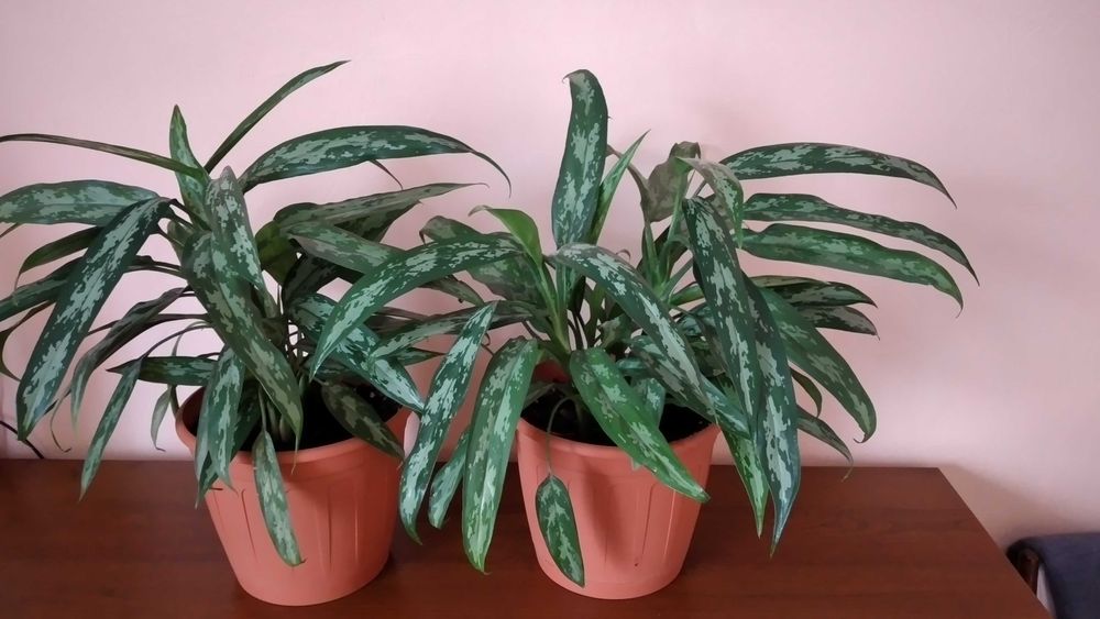 Продам цветы комнатные аглоанема