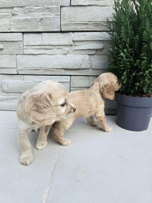 Чистокръвни Кокер Шпаньоли