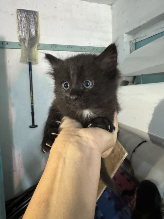 Отдам котят в добрые руку