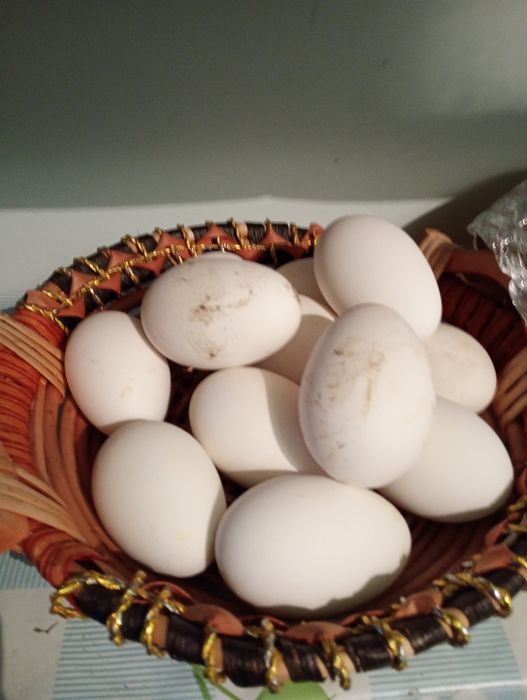 Vând gâște tinere și ouă proaspete pentru incubat sau consum