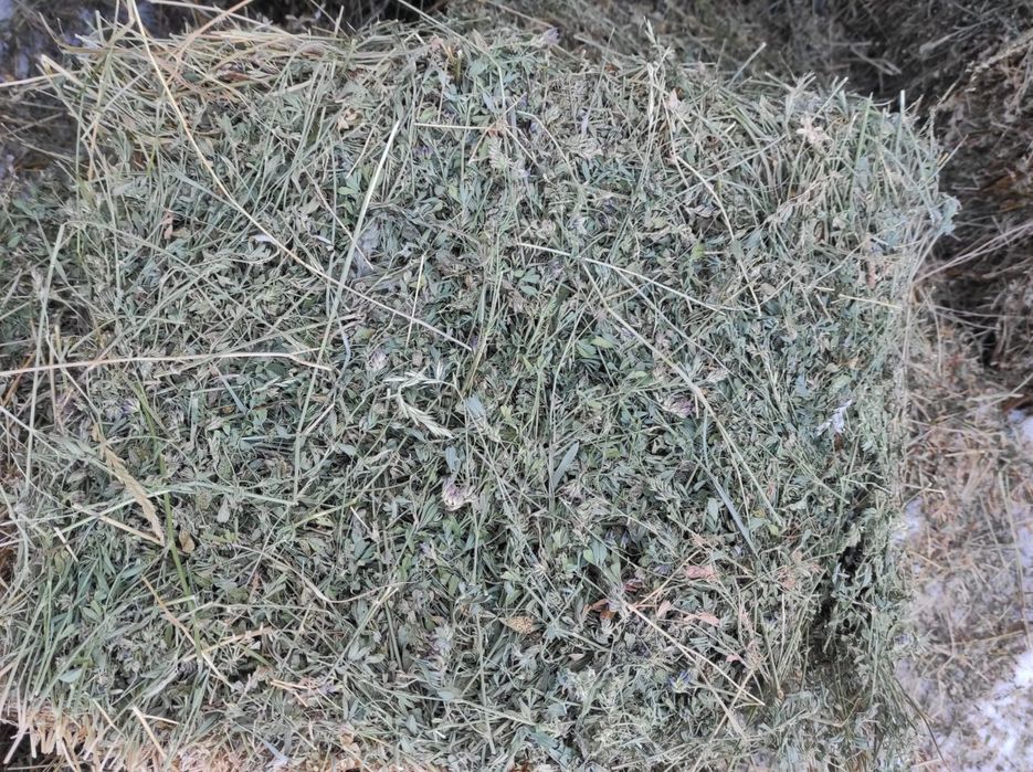 Шөп Клевер Рознатровия на быбор