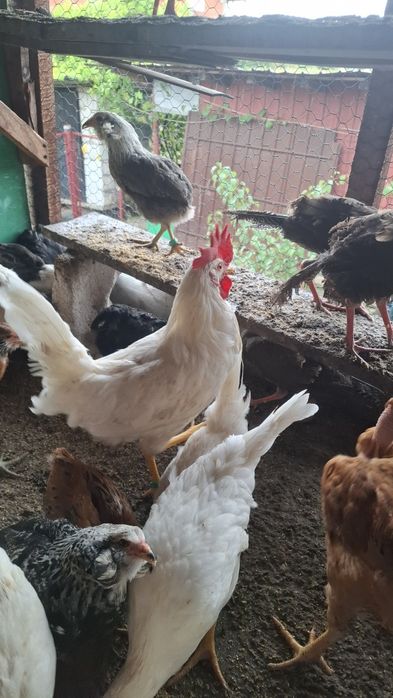 Cocosi si cocosei pentru rase de gaini ouatoare