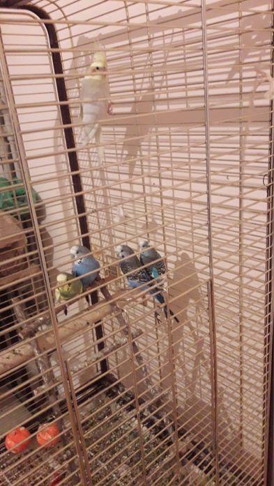 Попугай продам с клеткой.